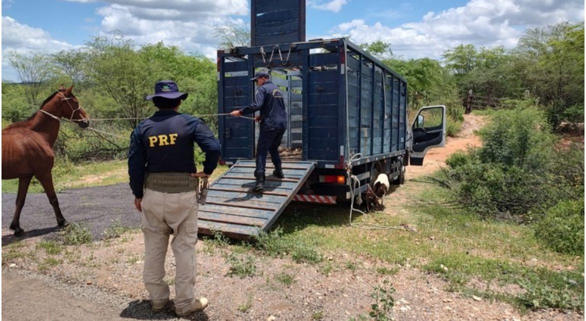 PRF e Guarda Municipal unem esforços em operação para recolhimento de animais soltos nas BR’s 110 e 235 município de Jeremoabo-BA